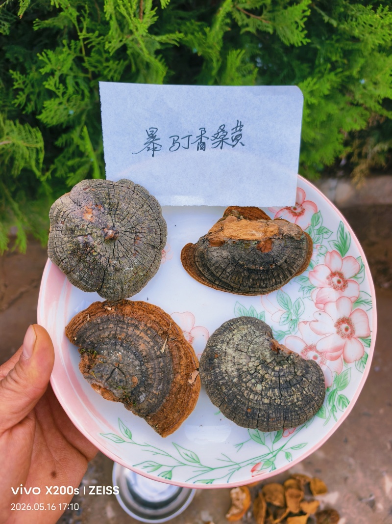 精品桑黄