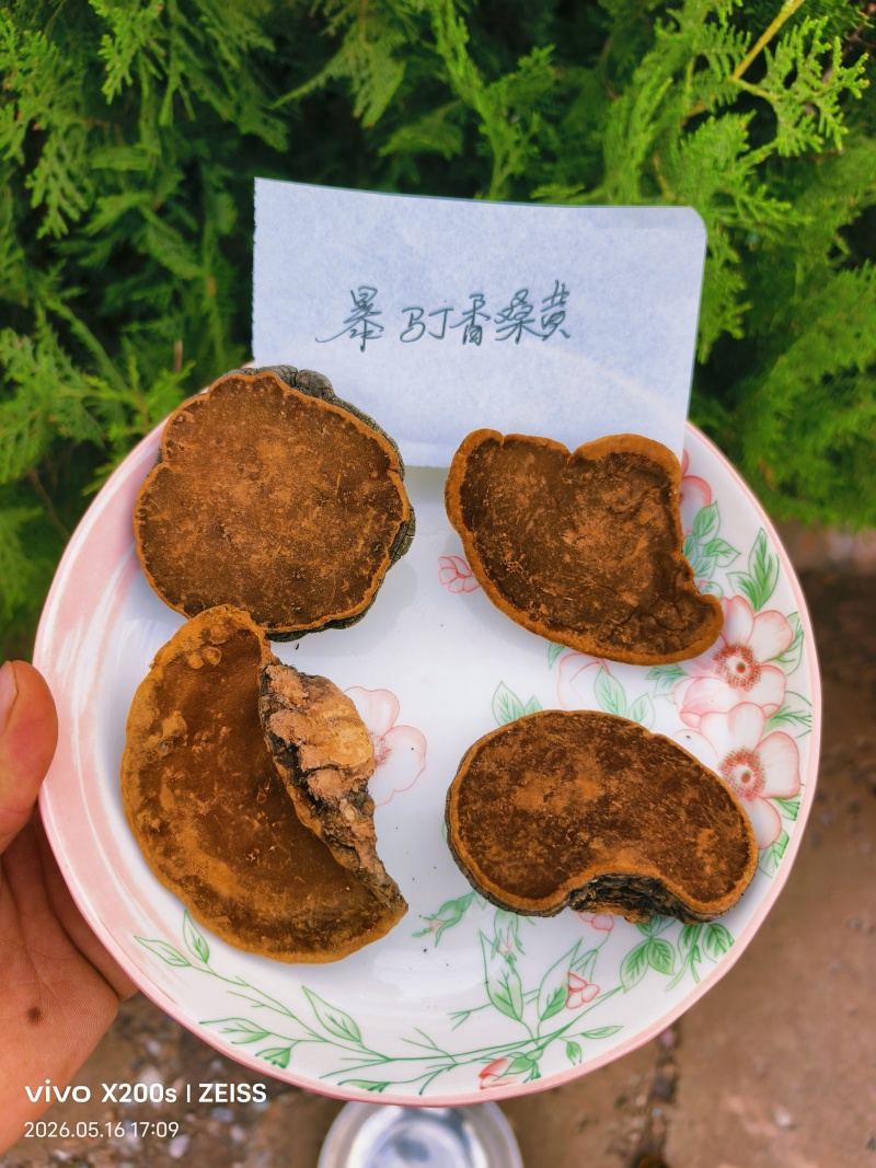 精品桑黄