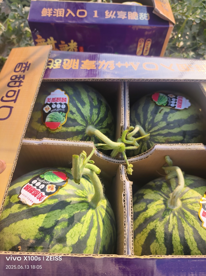 【优选】美都西瓜品质保证甜度高货发全国欢迎联系