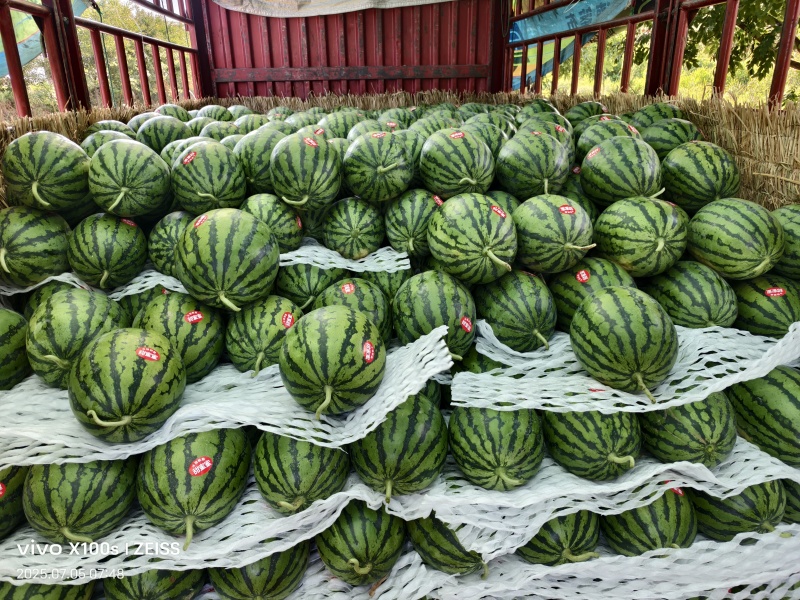 【优选】美都西瓜品质保证甜度高货发全国欢迎联系