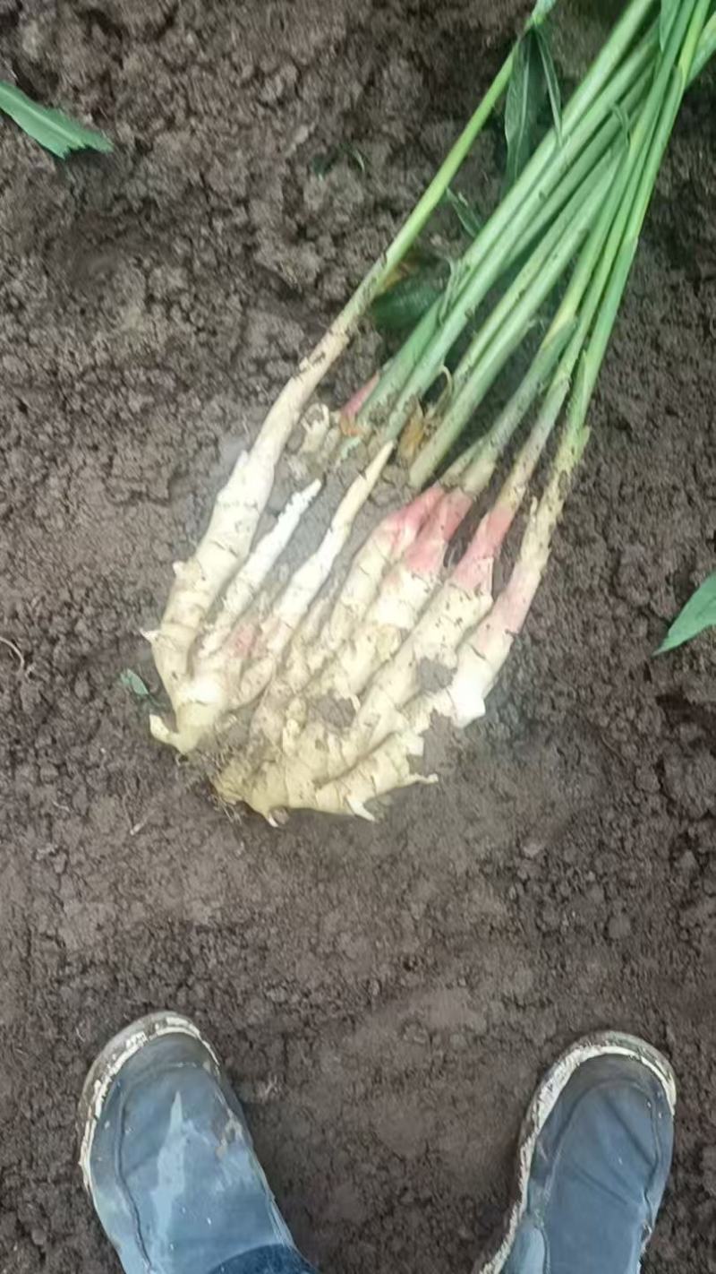 优质红芽仔美
