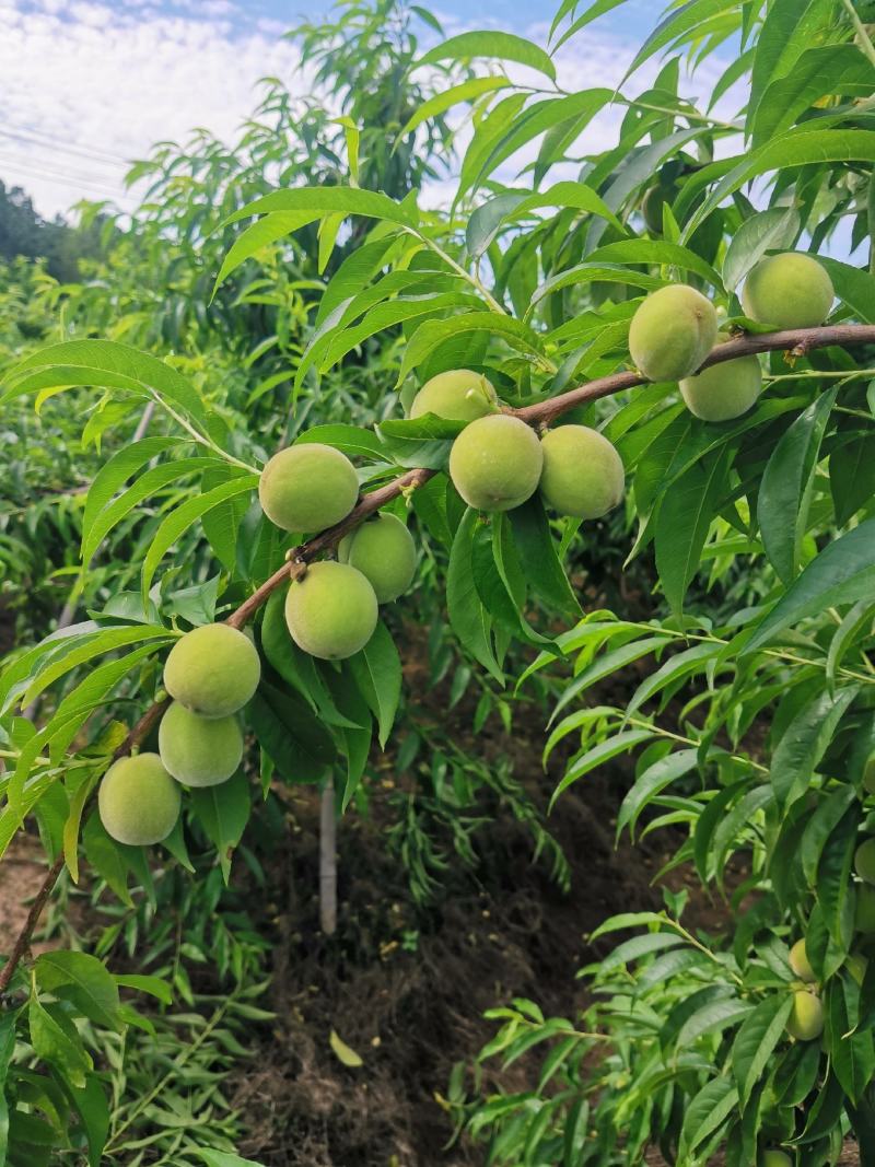 预售黄金冠黄桃