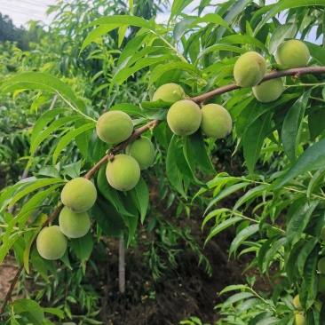 预售黄金冠黄桃