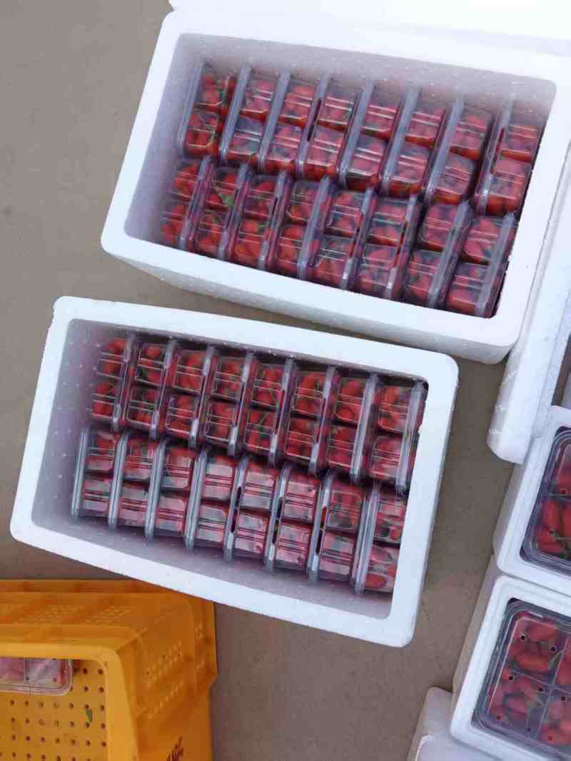 红枸杞鲜果大量供应中规格齐全品质好产地直发包邮到家
