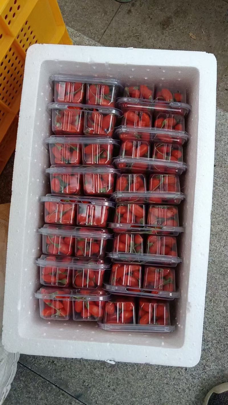红枸杞鲜果大量供应中规格齐全品质好产地直发包邮到家