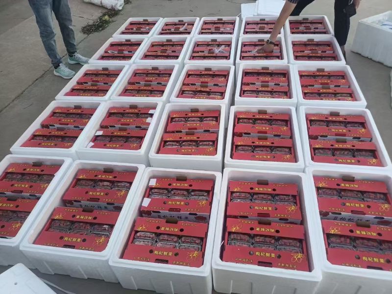红枸杞鲜果大量供应中规格齐全品质好产地直发包邮到家