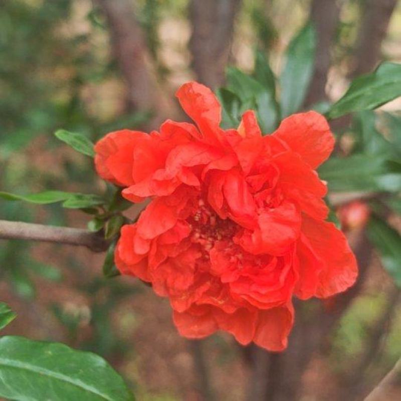 花石榴，花色绚丽。