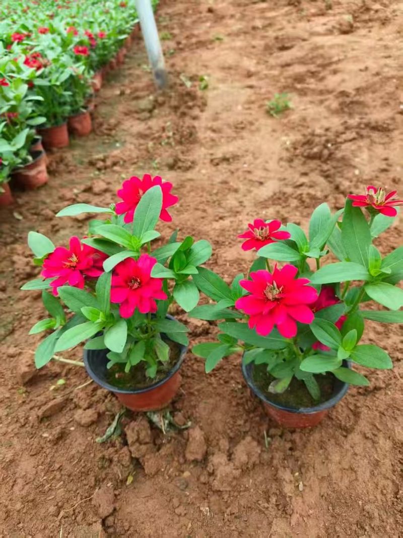 绿化苗木牵牛#基地批发#适合庭院花园小区绿化带