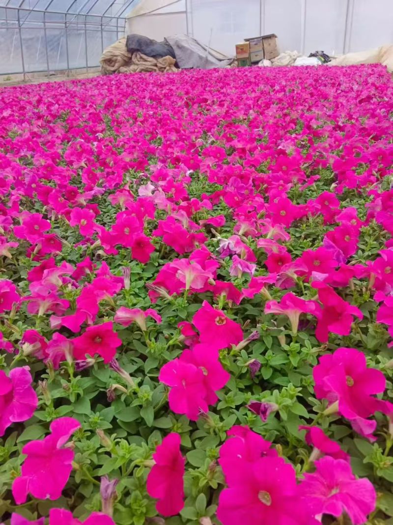 绿化苗木牵牛#基地批发#适合庭院花园小区绿化带