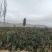 定西红笋，莴笋，定西产区，己大量上市
