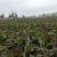定西红笋，莴笋，定西产区，己大量上市