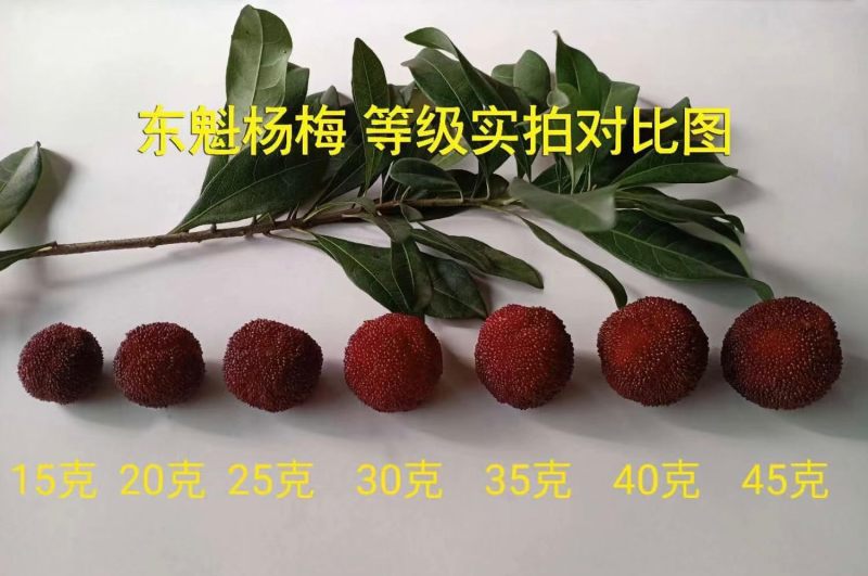 仙居正宗荸荠杨梅！仙居正宗东魁杨梅！