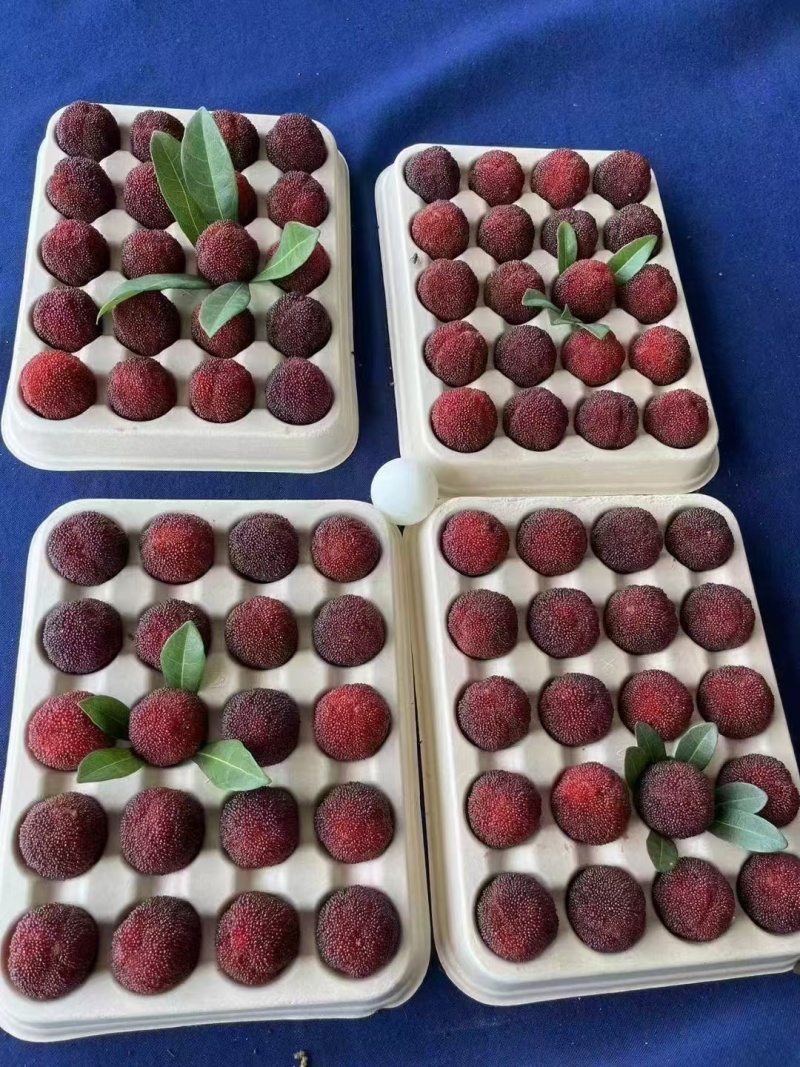 仙居正宗荸荠杨梅！仙居正宗东魁杨梅！