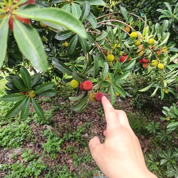 仙居正宗荸荠杨梅！仙居正宗东魁杨梅！