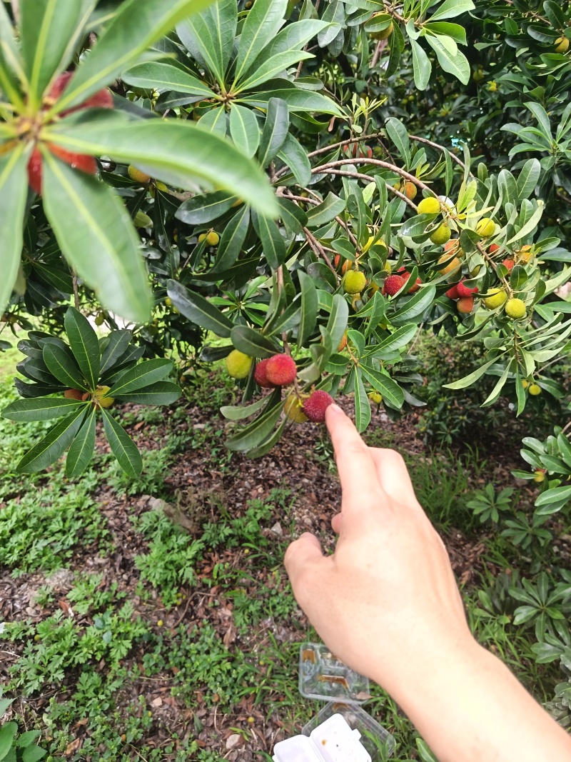 仙居正宗荸荠杨梅！仙居正宗东魁杨梅！