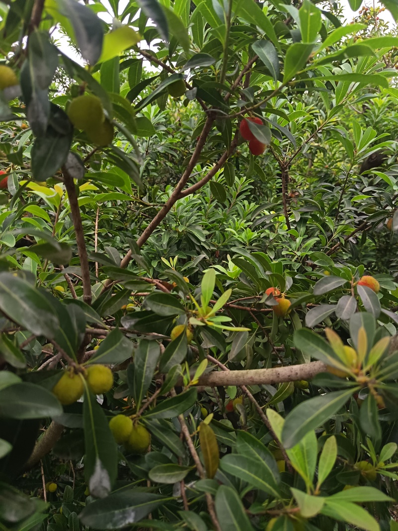 仙居正宗荸荠杨梅！仙居正宗东魁杨梅！