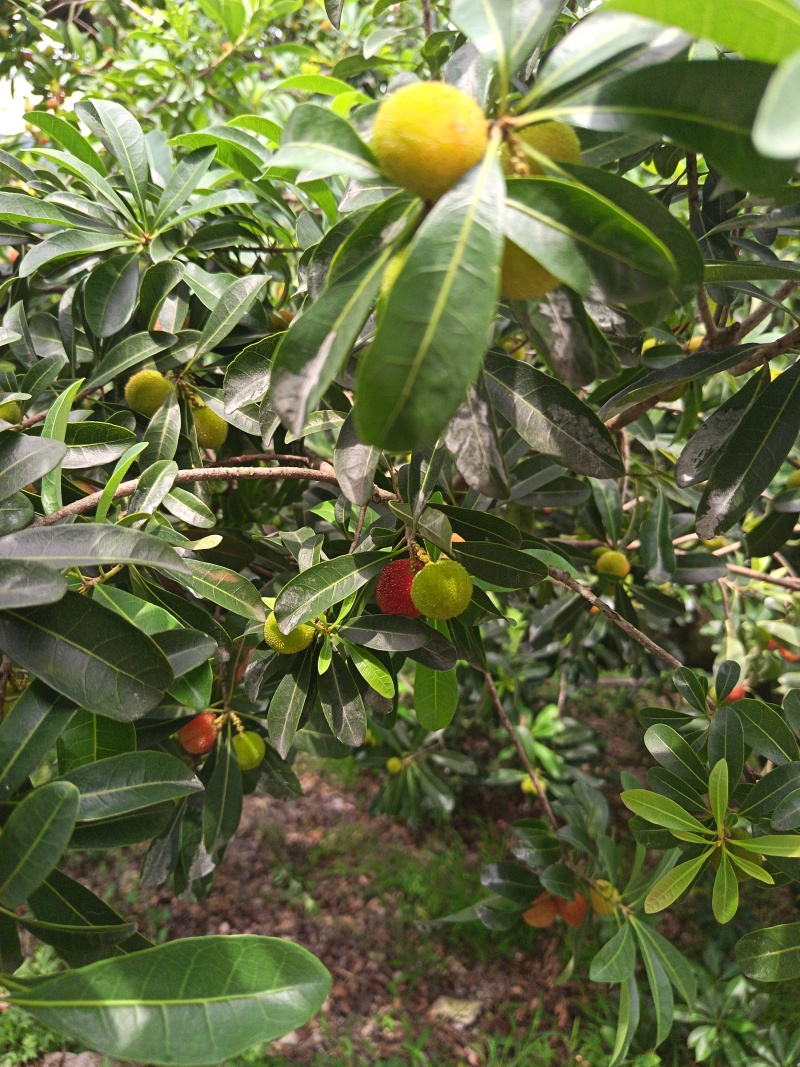仙居正宗荸荠杨梅！仙居正宗东魁杨梅！