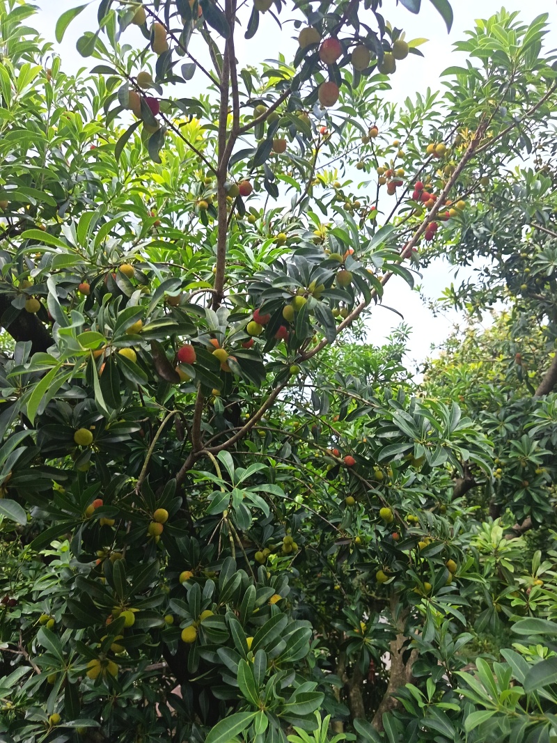 仙居正宗荸荠杨梅！仙居正宗东魁杨梅！