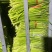 【蒜苔】红帽蒜薹/山东蒜苔/临沂蒜苔/价格便宜对接全网