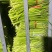 【蒜苔】红帽蒜薹/山东蒜苔/临沂蒜苔/价格便宜对接全网