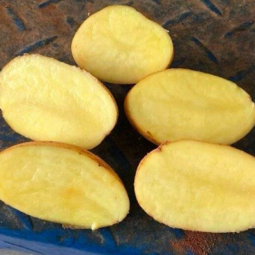 推荐陕西土豆黄心土豆V7货源充足价格实惠实力代发全国