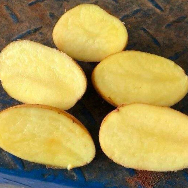 推荐陕西土豆黄心土豆V7货源充足价格实惠实力代发全国