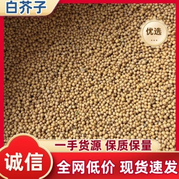 中药材白芥子优质大货供应充足货源支持实地看货批量拿货