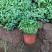 绿化苗木千屈菜#基地批发#适合庭院花园小区