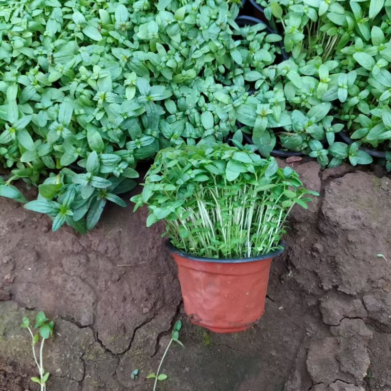 绿化苗木千屈菜#基地批发#适合庭院花园小区