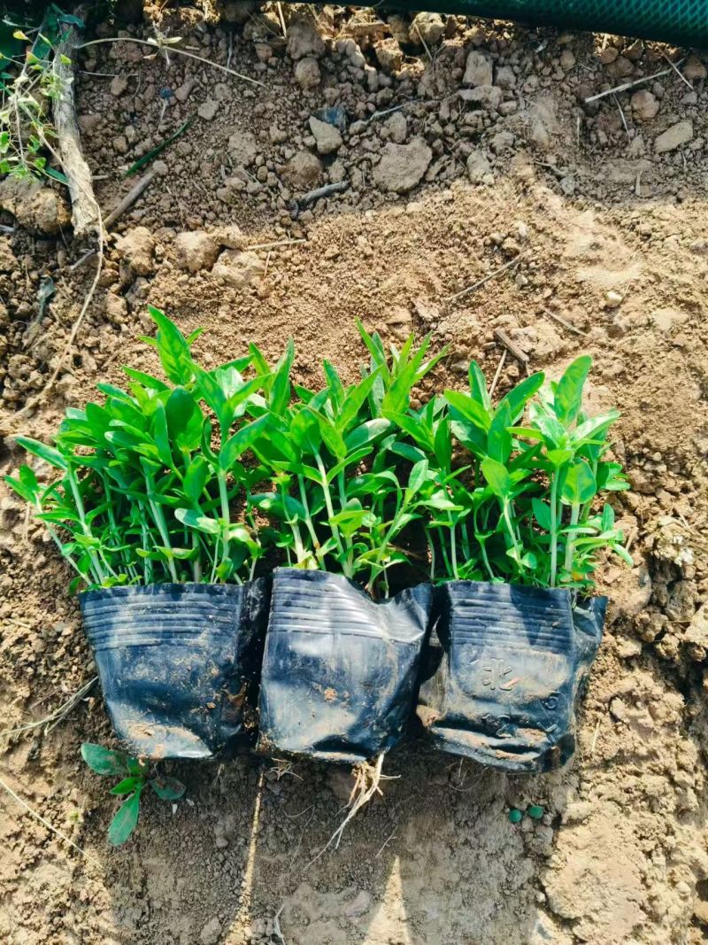绿化苗木千屈菜#基地批发#适合庭院花园小区
