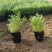绿化苗木千屈菜#基地批发#适合庭院花园小区