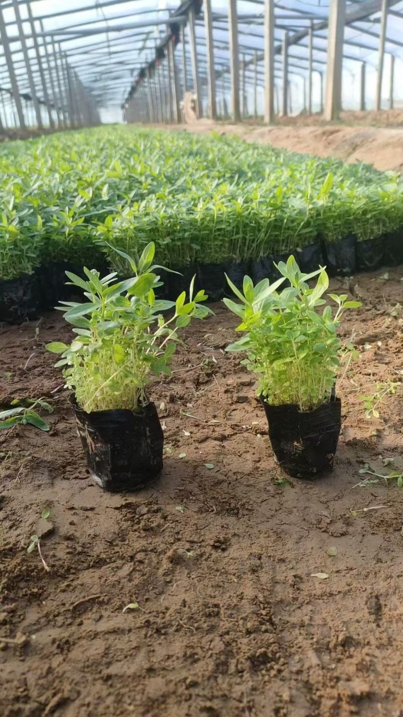 绿化苗木千屈菜#基地批发#适合庭院花园小区