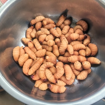竹虫（活虫冻品均有）品质保证对接市场商超电商来电洽谈