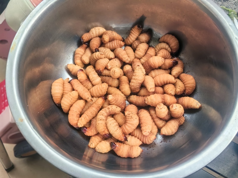 竹虫（活虫冻品均有）品质保证对接市场商超电商来电洽谈