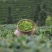 雷山云尖茶