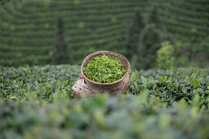 雷山云尖茶