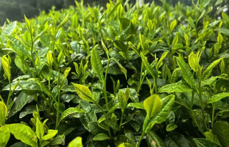 雷山云尖茶