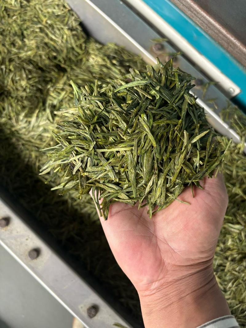 雷山云尖茶