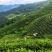 雷山云尖茶
