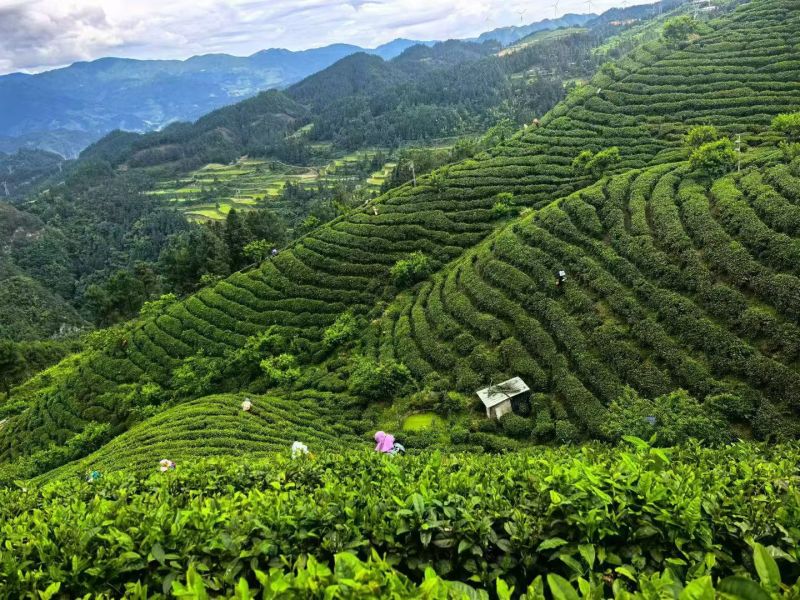 雷山云尖茶