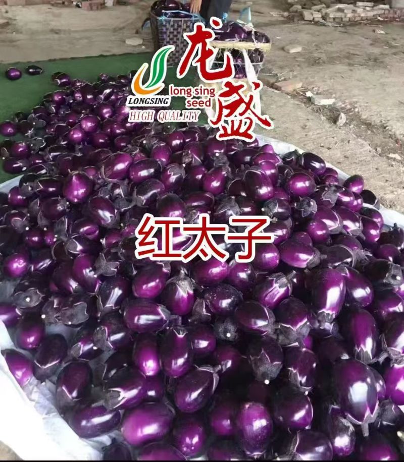 龙盛红太子茄子种子一代杂交早熟果肉白色紫红圆茄种子蔬