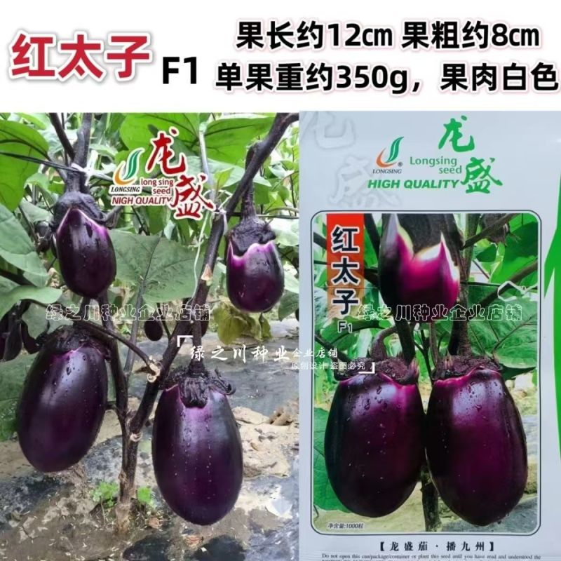 龙盛红太子茄子种子一代杂交早熟果肉白色紫红圆茄种子蔬