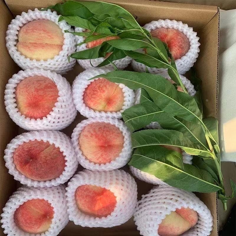 北京14号桃子/基地直发/货源充足/欢迎选购