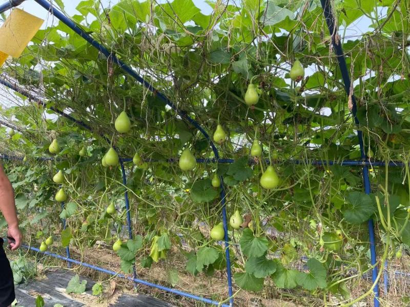 正源圆瓠瓜种子早生杂交抗病油青翠绿食用甜瓠瓜圆蒲瓜瓢瓜蔬