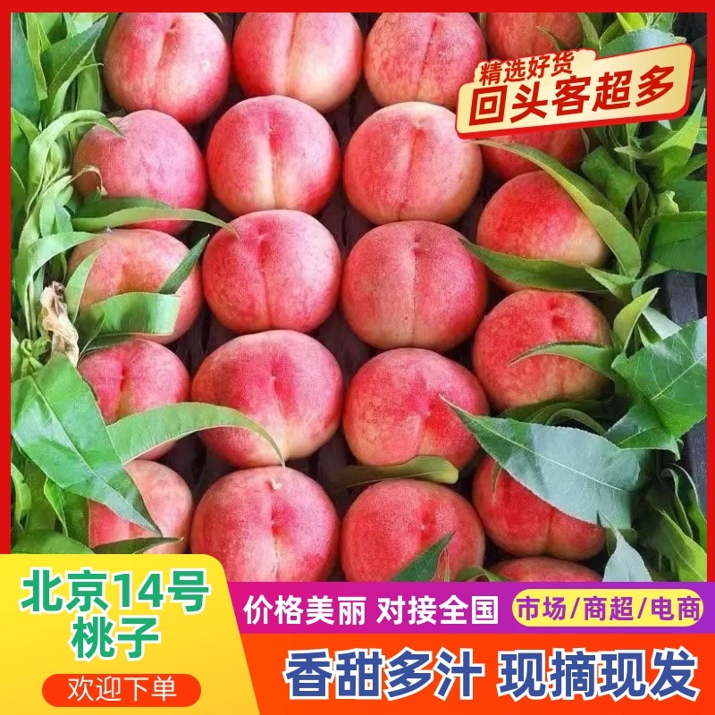 北京14号桃子/产地批发/货源充足/大量有货