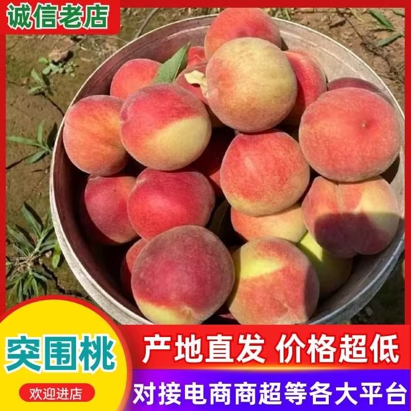 突围桃/基地直发/货源充足/大量有货/欢迎选购