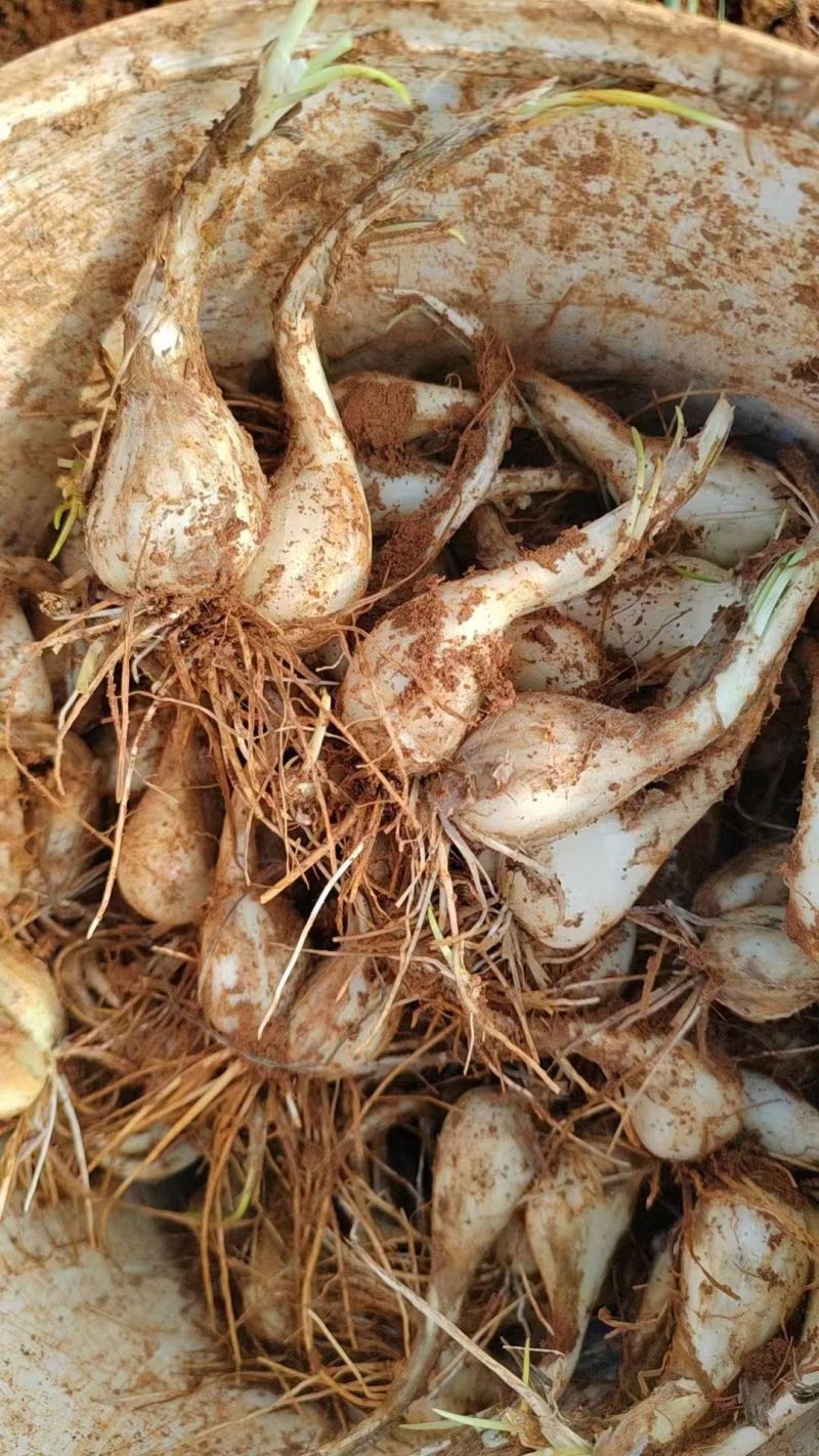 自家种的藠头，新鲜个大，现货现挖