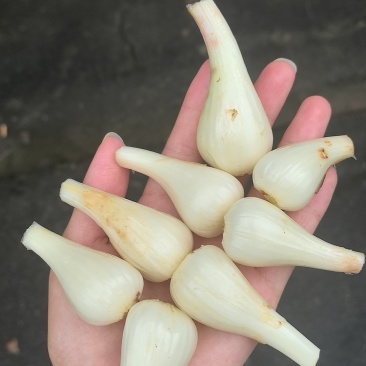 自家种的藠头，新鲜个大，现货现挖