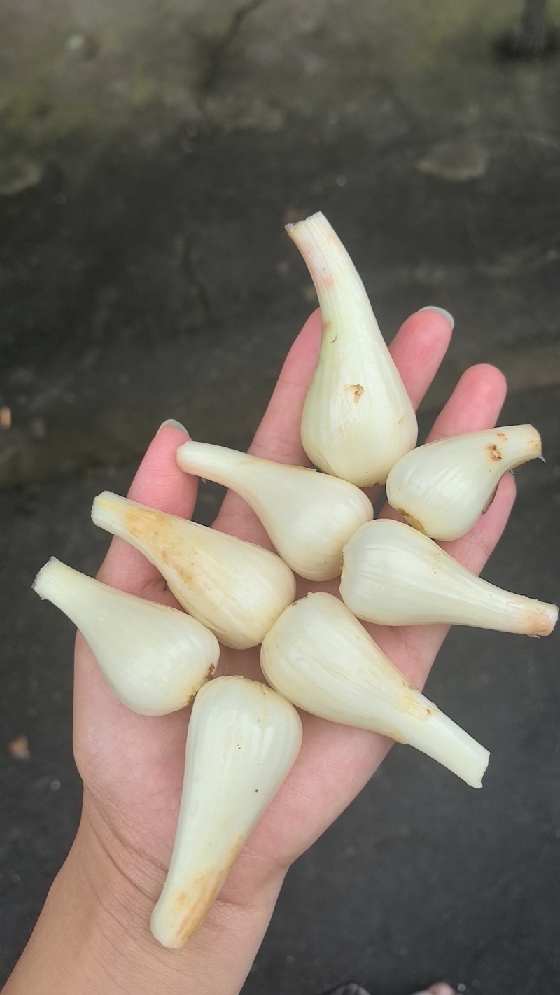 自家种的藠头，新鲜个大，现货现挖