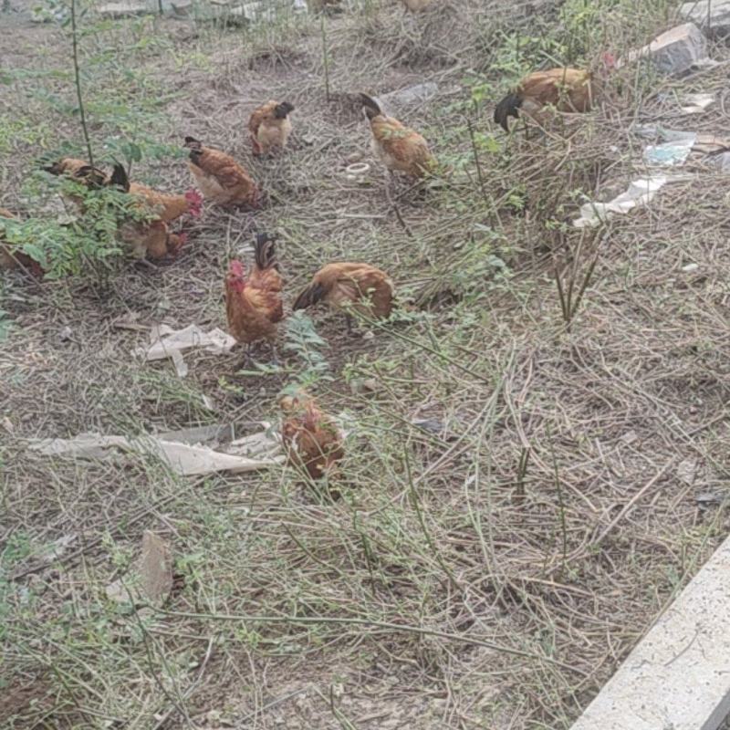 农家散养跑地土公鸡已超200天肉质细嫰紧实